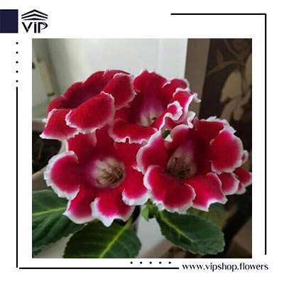 کاردینال سوئیسی