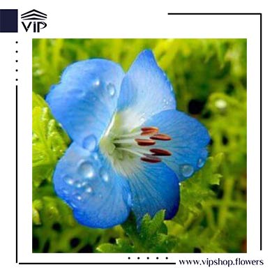 کوچولوی چشم آبی
