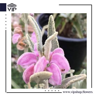 گوش بره ارغوانی