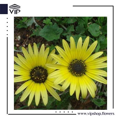  مینای آفریقایی