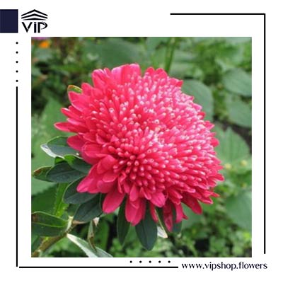 مینای دایمی قرمز