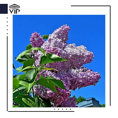 یاس خوشه ای
