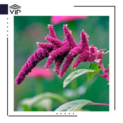تاج خروس دم گربه ای