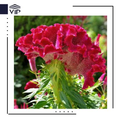 تاج خروس تاجی