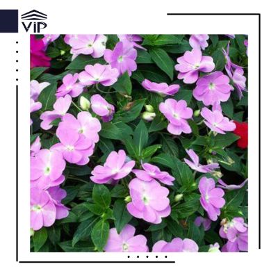 حنای پر گلبرگ