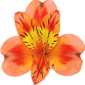 alstroemeria-flower