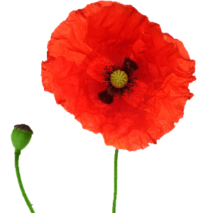 anemone-flower