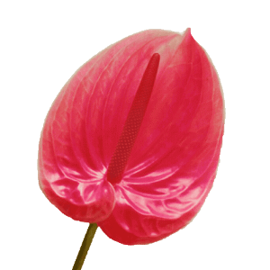 anthurium-flower