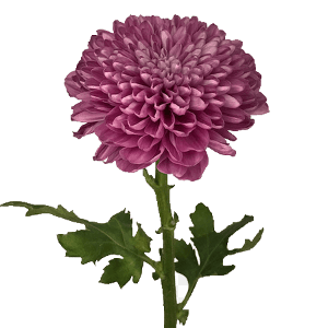 chrysanthemum-flower