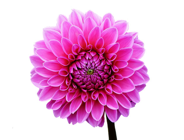 dahlia-flower
