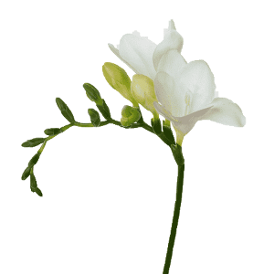 freesia-flower