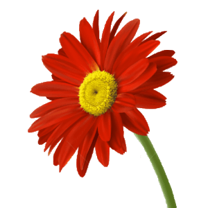 gerbera-flower
