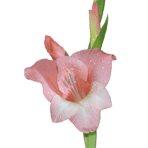 gladiolus-flower