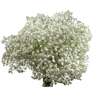gypsophila-flower
