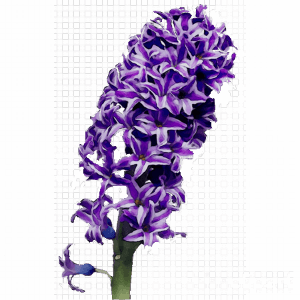 hyacinth-flower
