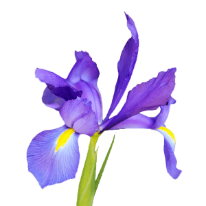 iris-flower