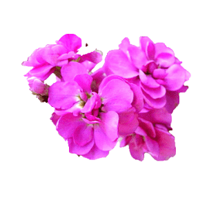 matthiola-flower