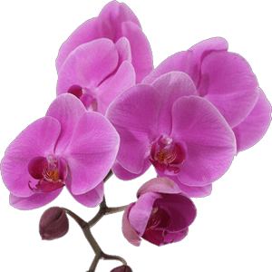 orchids-flower