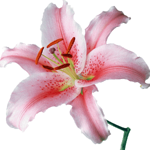 oriental-lily-flower