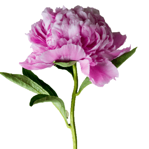 peony-flower