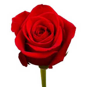 rose-flower