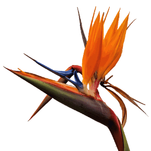 strelitzia-reginae-flower