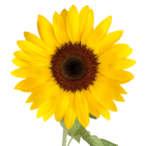 sunflower-flower