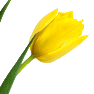 tulip-flower
