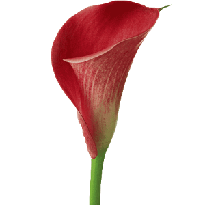 zantedeschia-flower