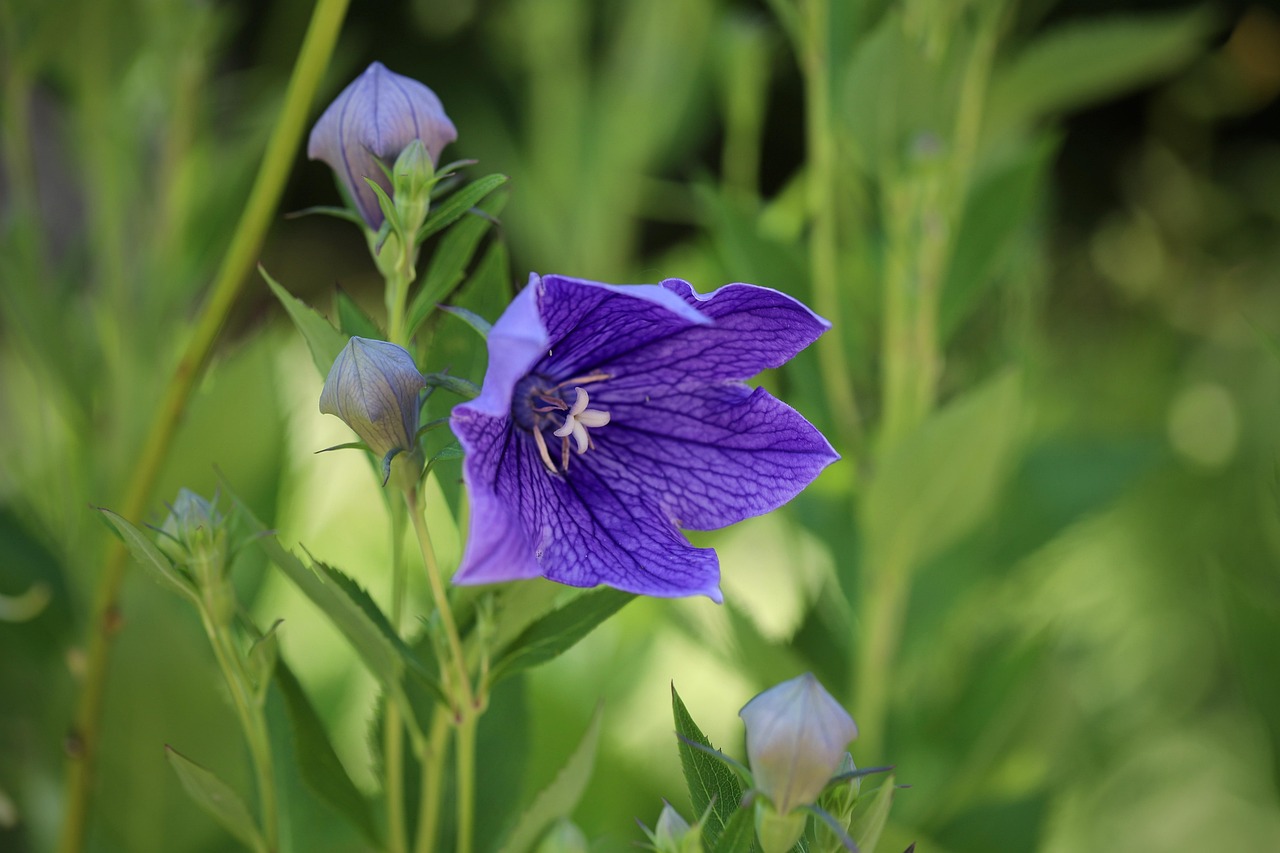 زنگوله ای چینی