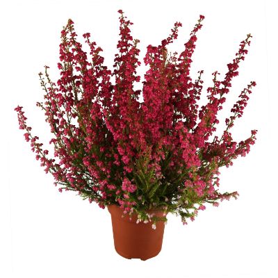 اریکا