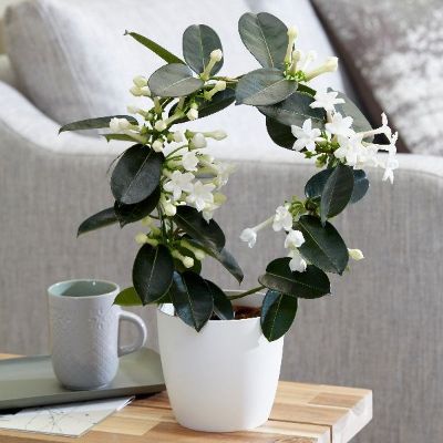 استفانوتیس