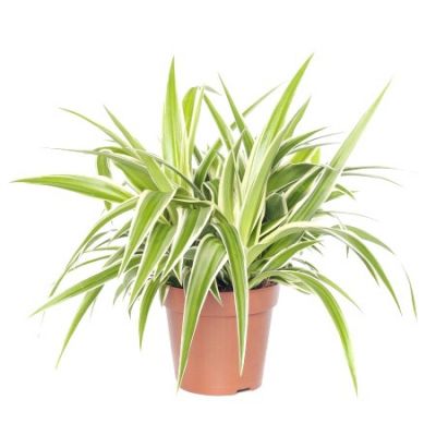 استنوتافروم
