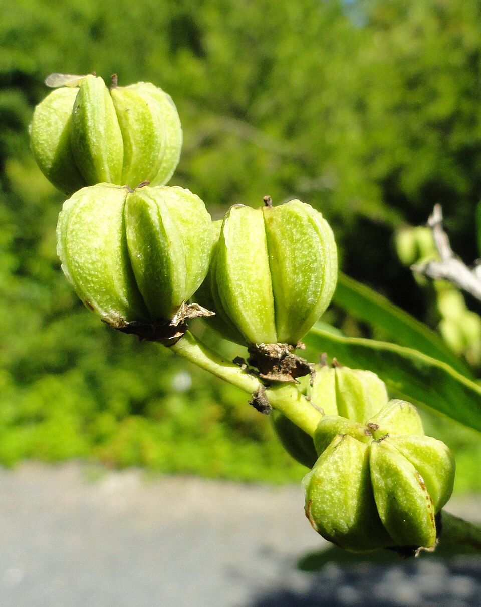 گل عروس افشان