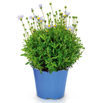 فلیکیا