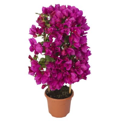 بوگنویلا (گل کاغذی)
