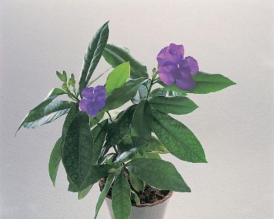 برونفلزیا