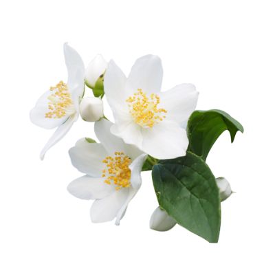 یاسمن