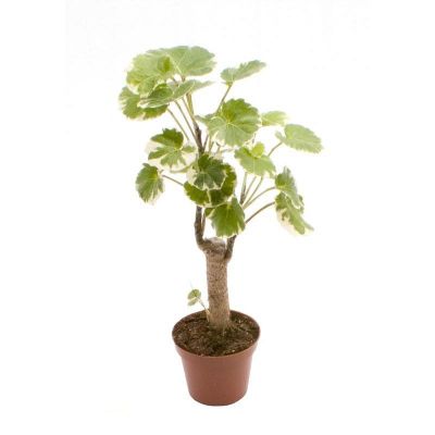 polyscias