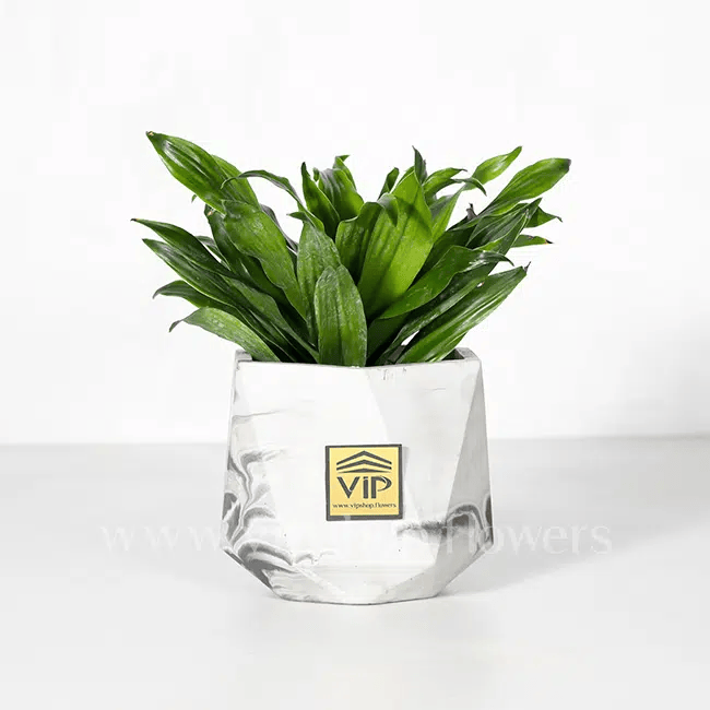 دراسنا، هر نوع یک جا