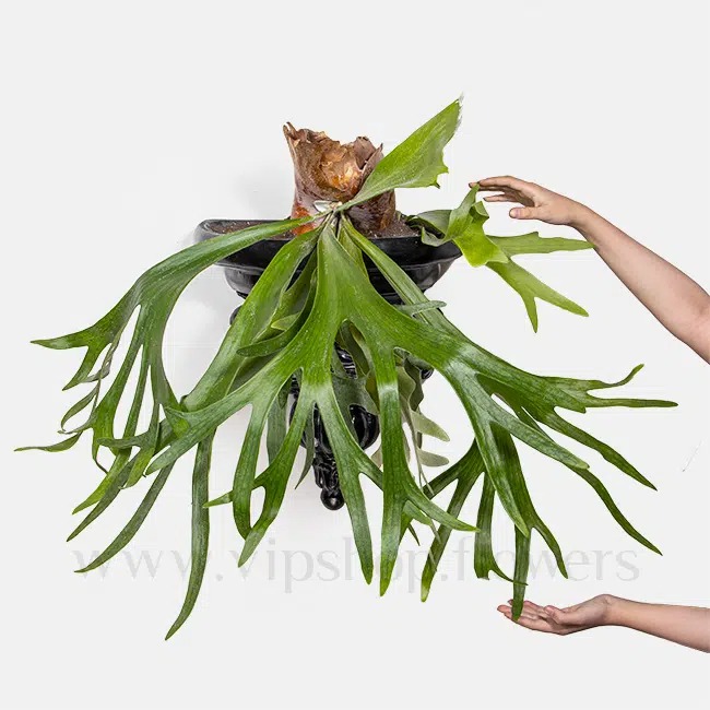 سرخس، گیاهی عاشق رطوبت