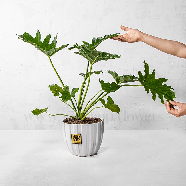 برگ انجیری؛ مدل برگزیده گیاهان