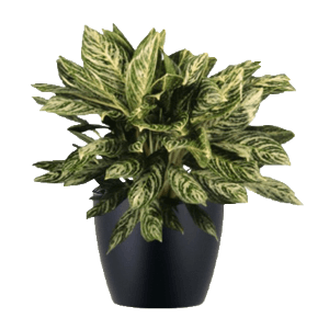 aglaonema