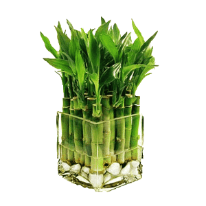 bamboo