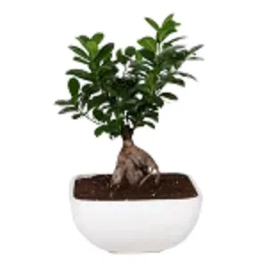 bonsai