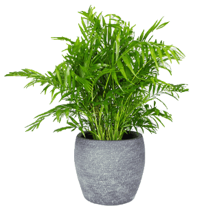 chamaedorea
