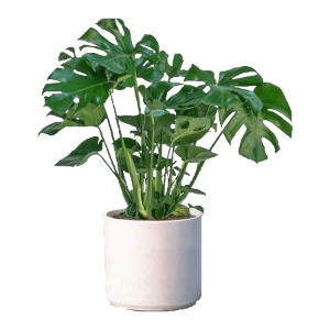 deliciosa