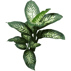 dieffenbachia