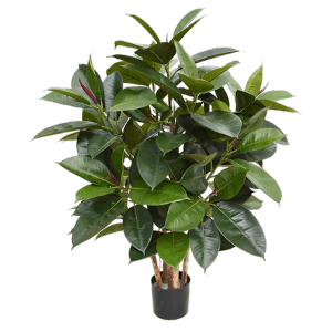 ficus