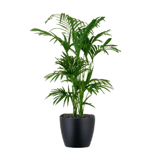 palm